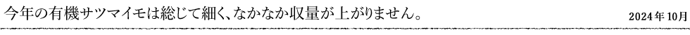 今年の有機サツマイモは総じて細く、なかなか収量が上がりません。