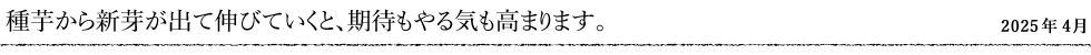 種芋から新芽が出て伸びていくと、期待もやる気も高まります。