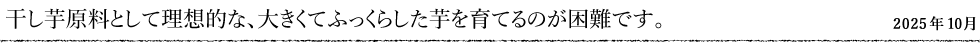 干し芋原料として理想的な、大きくてふっくらした芋を育てるのが困難です。