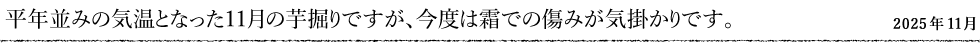 平年並みの気温となった11月の芋掘りですが、今度は霜での傷みが気掛かりです。