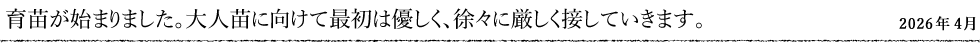 育苗が始まりました。大人苗に向けて最初は優しく、徐々に厳しく接していきます。